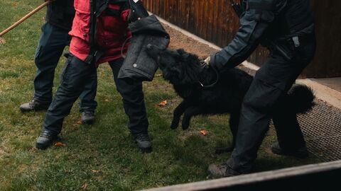 Diensthund bei Zugriff (Übung)